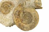 Fossil Ammonite, Belemnite & Gastropod Cluster - Fresney, France #279308-5